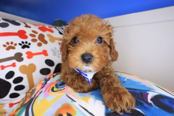Blizzard Poodle 1