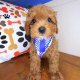 Blizzard Poodle 2