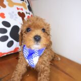 Blizzard Poodle 4