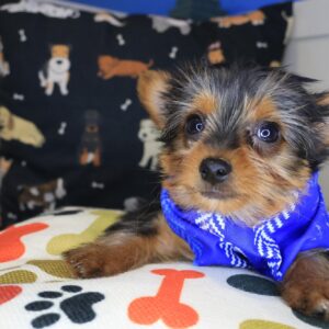 Bloom Yorkshire Terrier 01 Bloom Yorkshire Terrier 01
