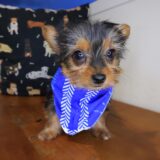 Bloom Yorkshire Terrier 02