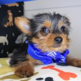 Bloom Yorkshire Terrier 03