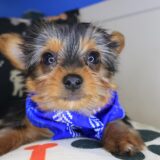 Bloom Yorkshire Terrier 04