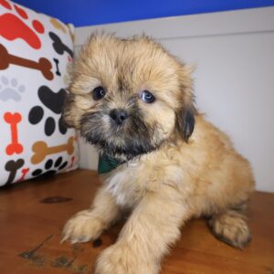 Brick Shih Tzu 01 Brick Shih Tzu 01