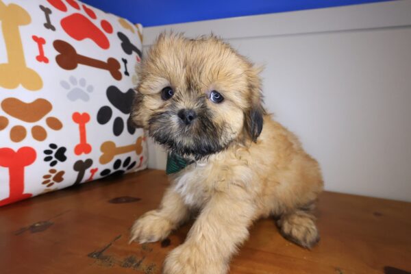 Brick Shih Tzu 01