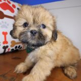 Brick Shih Tzu 03