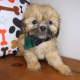 Brick Shih Tzu 04