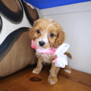Brielle Cavapoo 01 Brielle Cavapoo 01