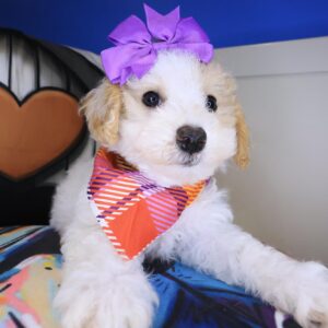 Britney Bichapoo 01 Britney Bichapoo 01