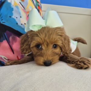 Brooke Goldendoodle 01 Brooke Goldendoodle 01