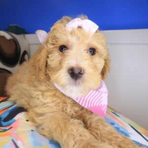Browny Goldendoodle 01 Browny Goldendoodle 01