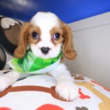 Bub Cavalier King Charles Spaniel 01