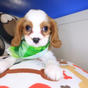 Bub Cavalier King Charles Spaniel 01 Bub Cavalier King Charles Spaniel 01