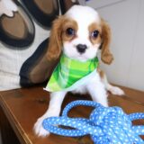 Bub Cavalier King Charles Spaniel 02