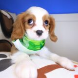 Bub Cavalier King Charles Spaniel 04