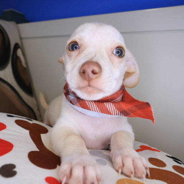 Buck Chihuahua 01