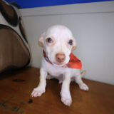Buck Chihuahua 02