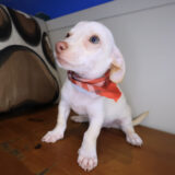 Buck Chihuahua 03