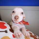 Buck Chihuahua 04