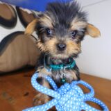 Bullet Yorkshire Terrier 01