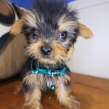 Bullet Yorkshire Terrier 02