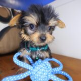 Bullet Yorkshire Terrier 03