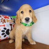 Bun Golden Retriever 01