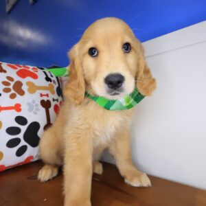 Bun Golden Retriever 01 Bun Golden Retriever 01