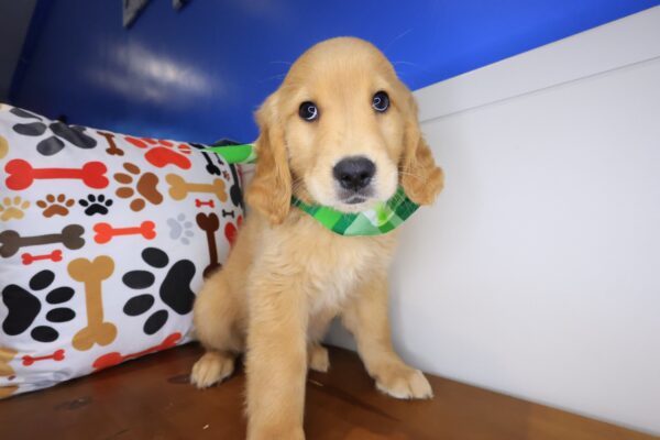 Bun Golden Retriever 01