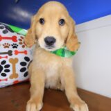 Bun Golden Retriever 02