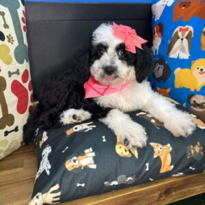 Caly Aussiedoodle 01