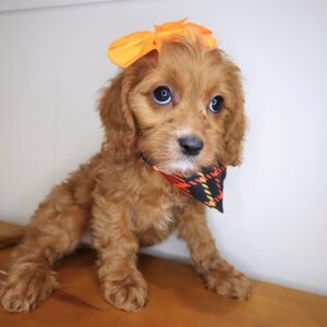 Caly Cavapoo 01 Caly Cavapoo 01