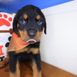 Cappy Rottweiler 01 Cappy Rottweiler 01