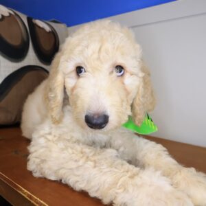 Catalina Goldendoodle 01 Catalina Goldendoodle 01