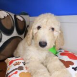 Catalina Goldendoodle 02