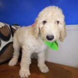 Catalina Goldendoodle 03