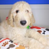 Catalina Goldendoodle 04