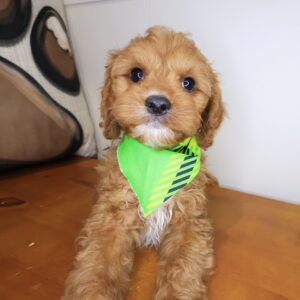 Cesar Cavapoo 01 Cesar Cavapoo 01