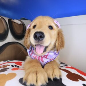 Charlotte Golden Retriever 01 Charlotte Golden Retriever 01