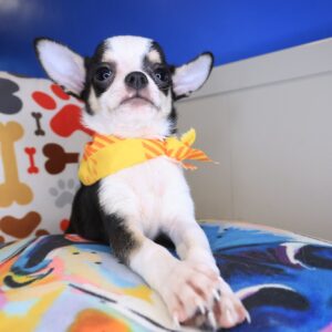 Chi Chi Chihuahua 01