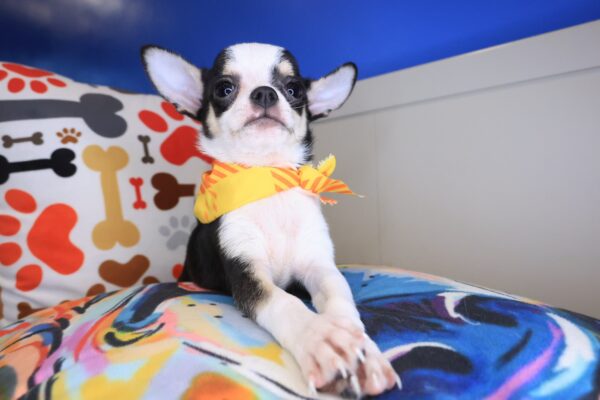 Chi Chi Chihuahua 01