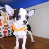 Chi Chi Chihuahua 02