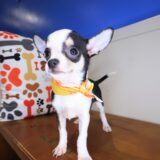 Chi Chi Chihuahua 03