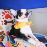 Chi Chi Chihuahua 04