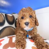 Chia Poodle 01