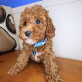 Chia Poodle 03