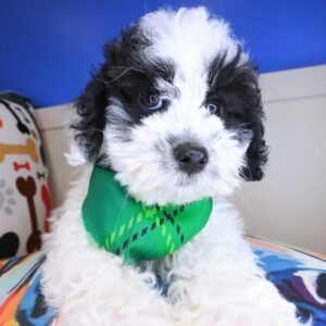 Chopper Maltipoo 01 Chopper Maltipoo 01