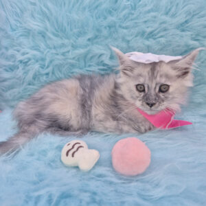 Cleo Maine Coon 01 Cleo Maine Coon 01