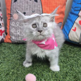 Cleo Maine Coon 02