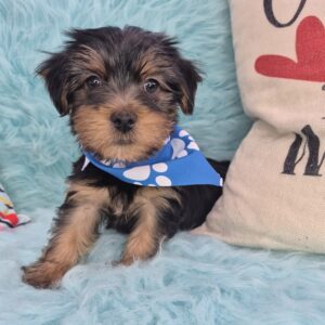 Clifford Yorkshire Terrier 01 Clifford Yorkshire Terrier 01